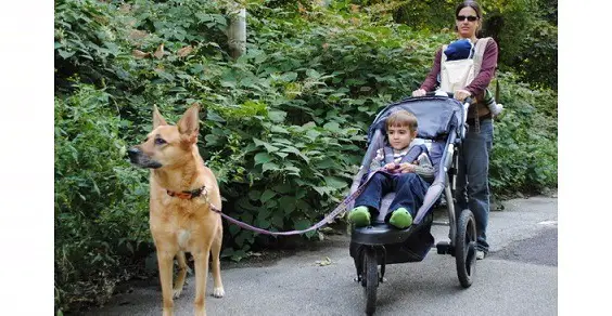 best baby stroller for dog walking