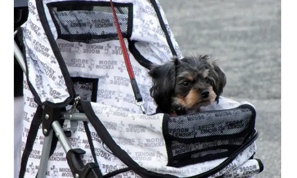 dog stroller